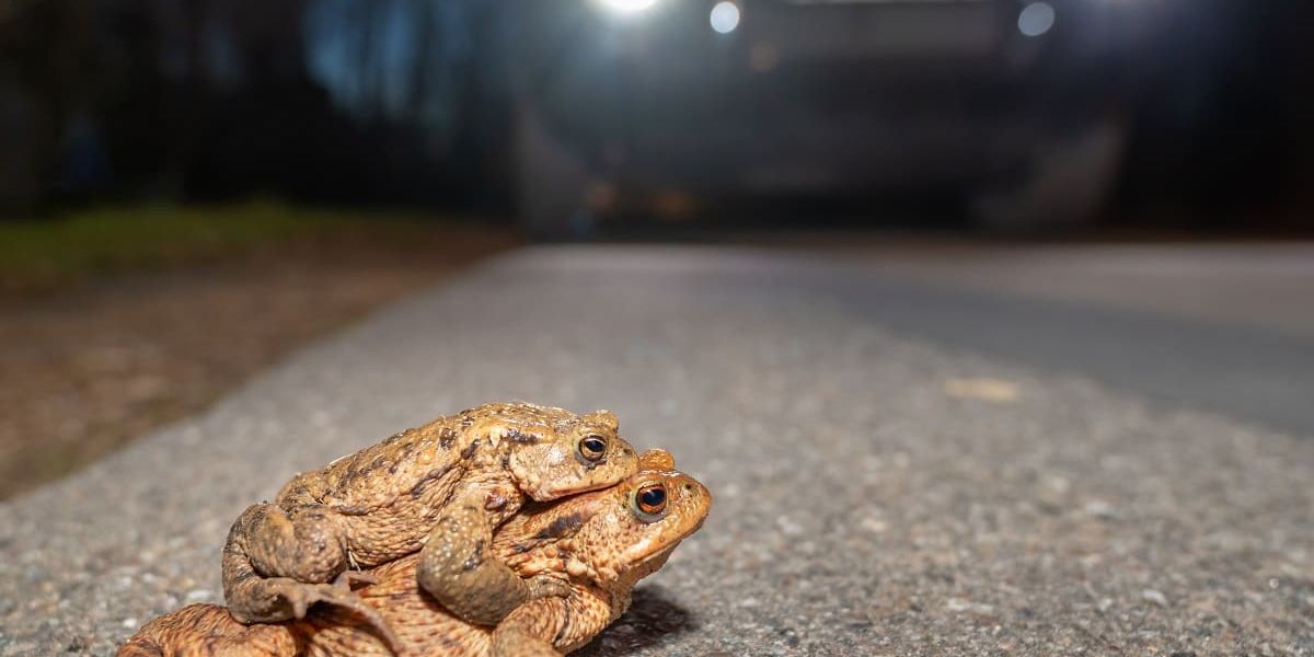 Amphibien vs. Fahrzeuge: Auf wandernde Kröten achten!