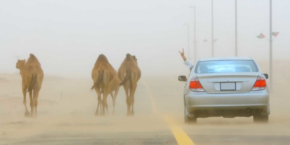 Vorfahrt für Kamele: Die verrücktesten Verkehrsregeln der Welt