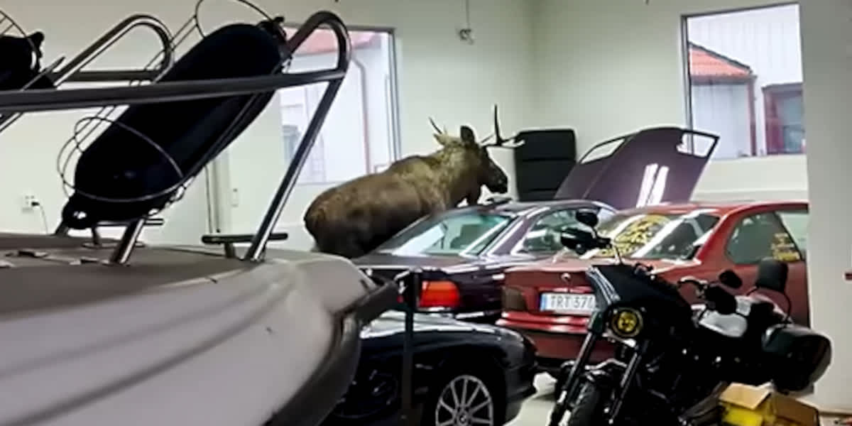 Elch im Autohaus