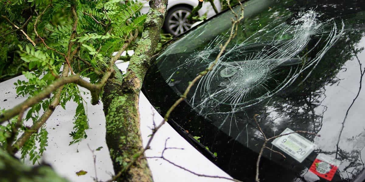 Baum auf Auto