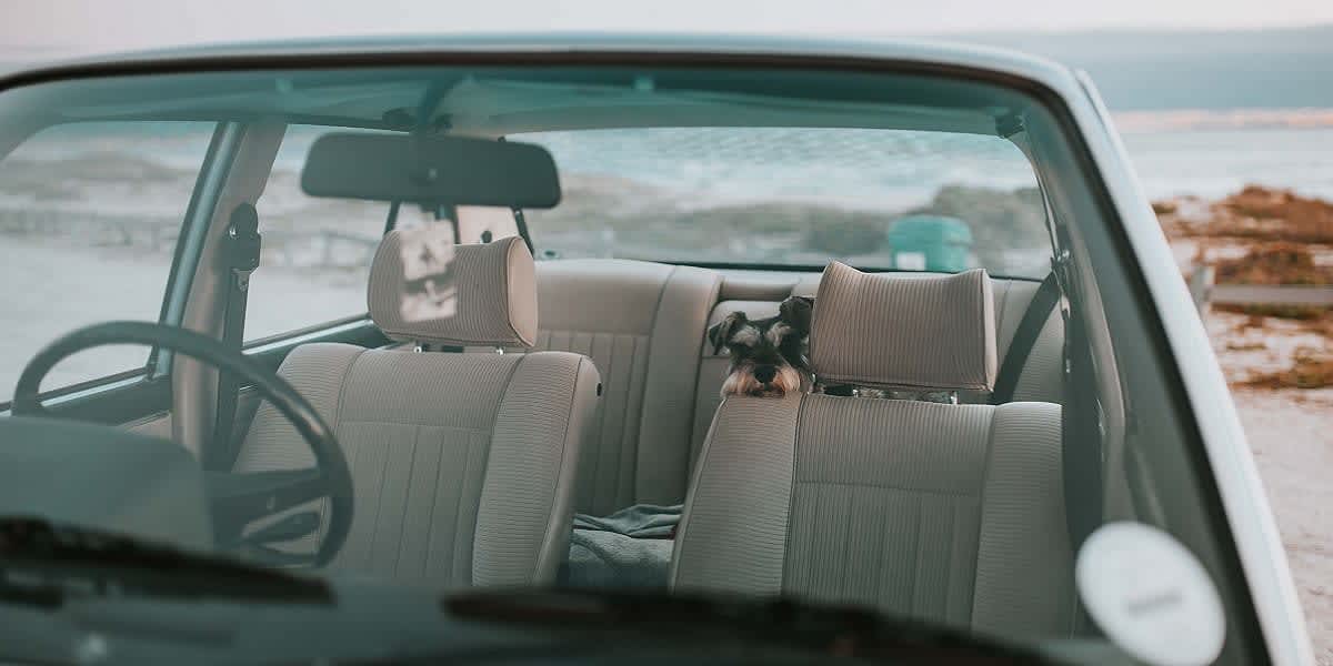 Hund im Auto transportieren: So kommt Dein Vierbeiner sicher an