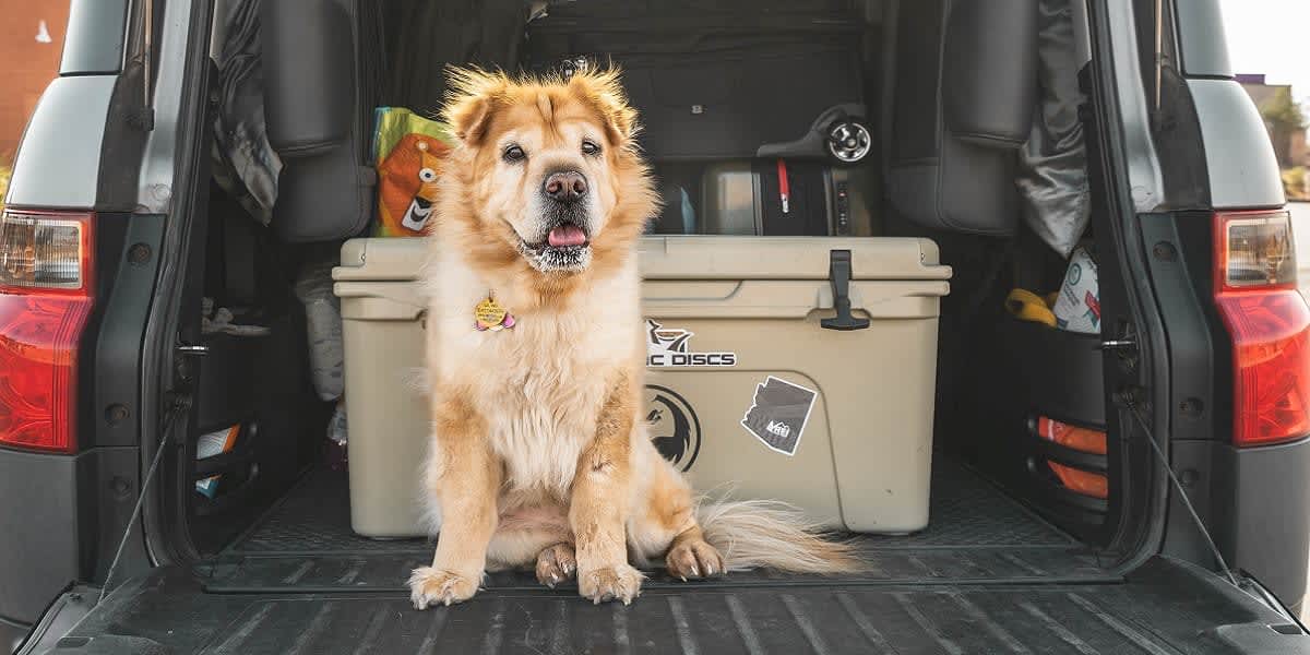 Hund im Auto transportieren: So kommt Dein Vierbeiner sicher an