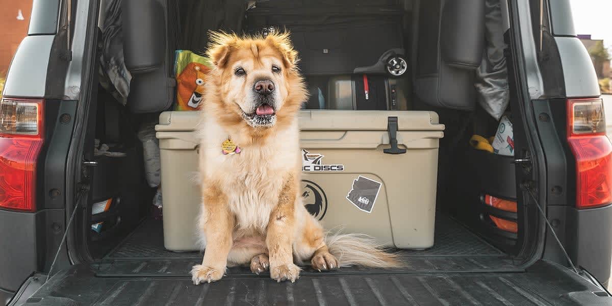 So transportieren Sie jeden Hund sicher in Ihrem Škoda - Škoda