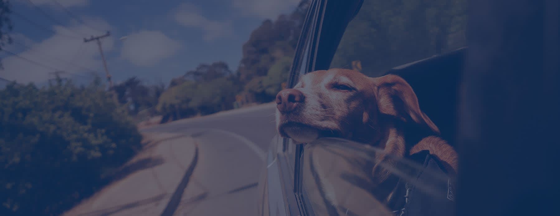 Autofahrt mit Hund - die richtige Ausstattung im Auto