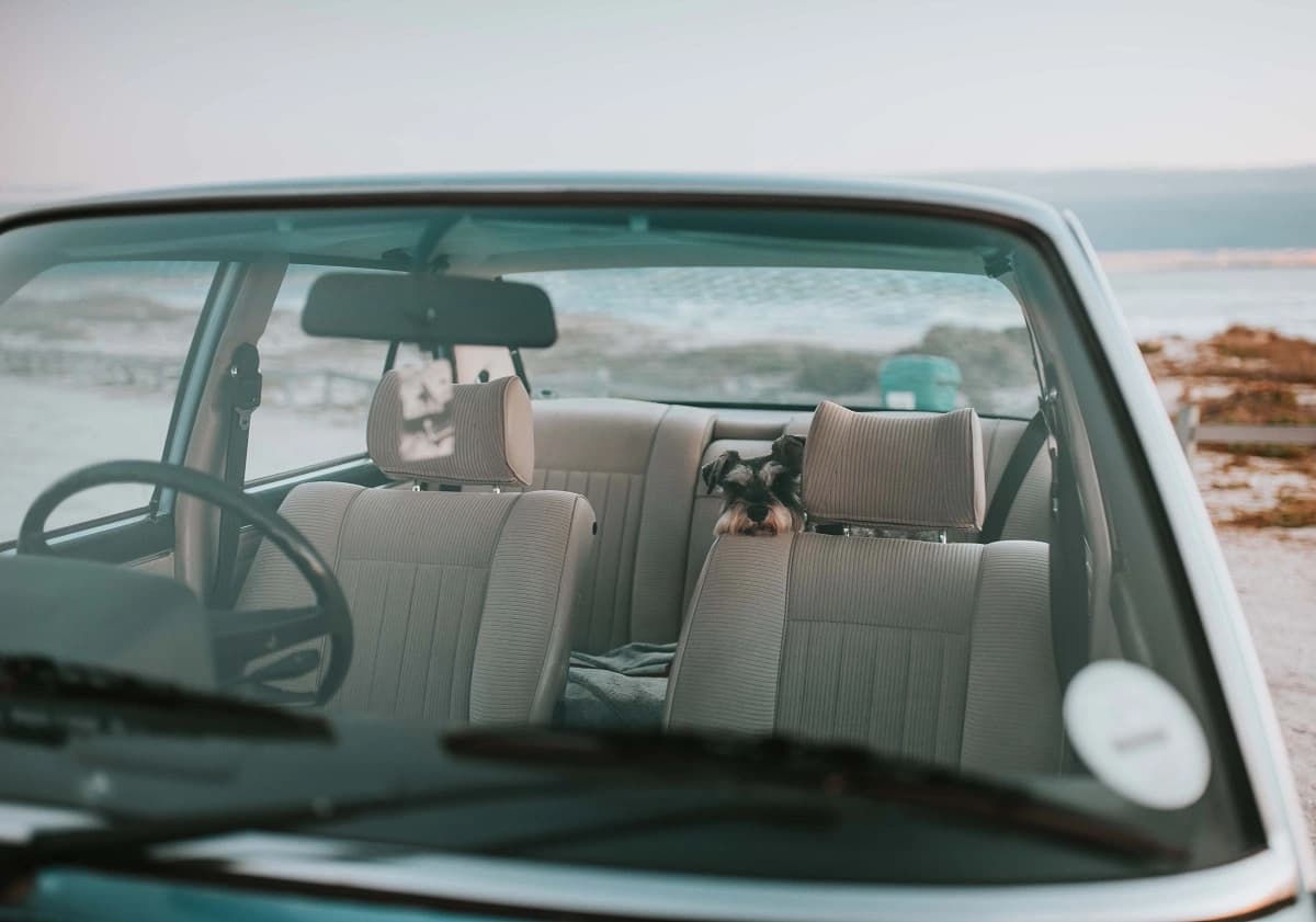 Auto mit vier Sitzen und Hund auf Rückbank